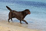 LABRADOR 583